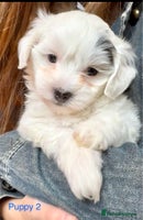 Maltipoo dogs Exquisitely Adorable Toy Maltipoo Puppies - Advert 13