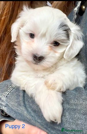 Maltipoo dogs - Advert 1