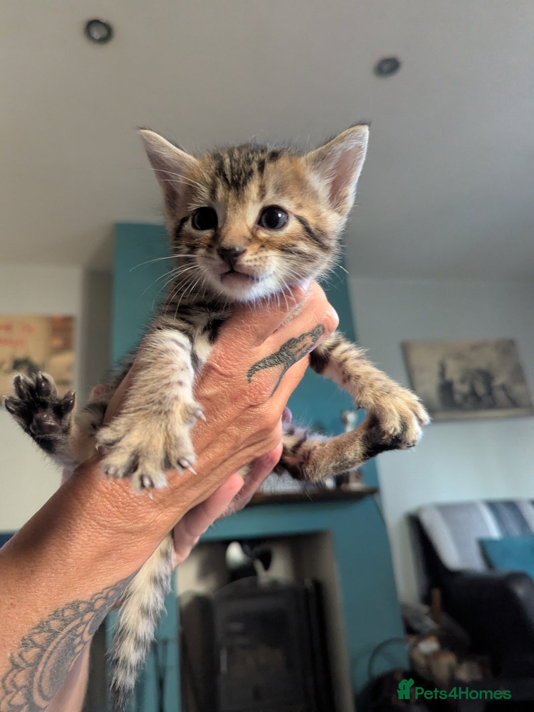 Mixed Breed cats for sale: Gingal kittens (Ginger x Bengal) last 1 available  - Image 14
