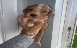 Cocker Spaniel dogs for sale: Cocker spaniels  - Image 25