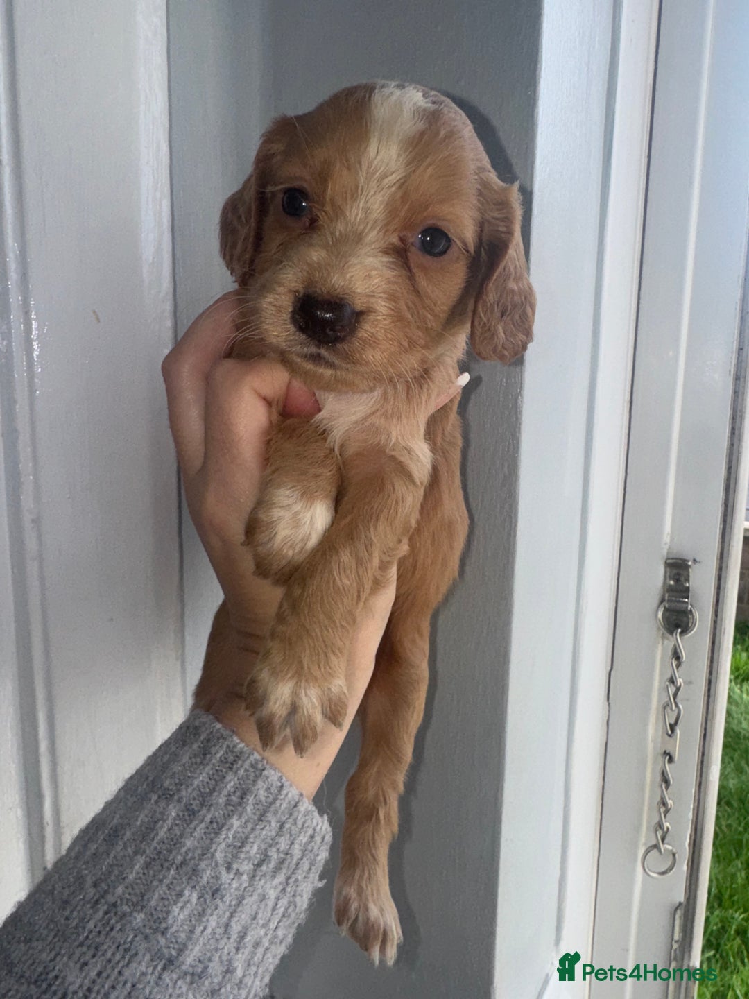 Cocker Spaniel dogs for sale: Cocker spaniels  - Image 25