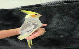 Cockatiels birds for sale: Silly hand tamed baby cockatiels for sale  - Image 11