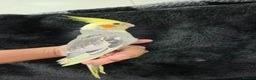 Cockatiels birds for sale: Silly hand tamed baby cockatiels for sale  - Advert 11