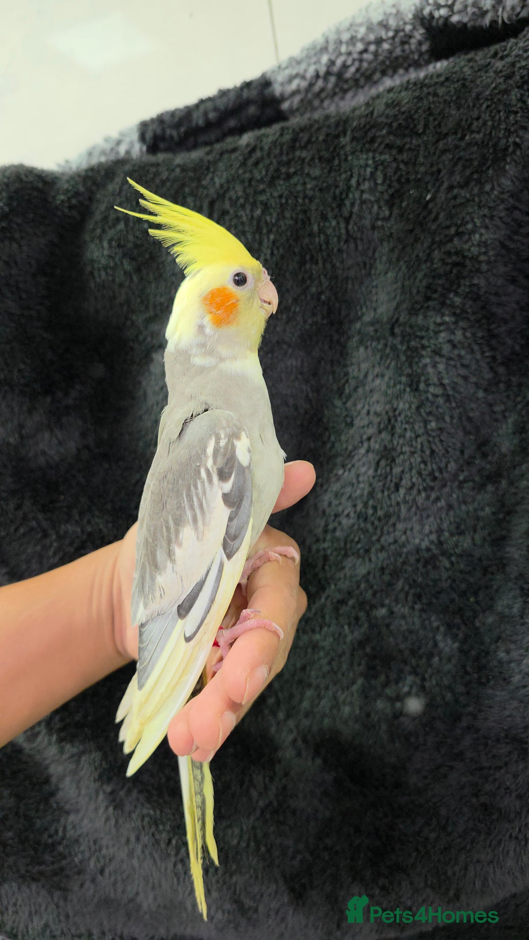 Cockatiels birds for sale: Silly hand tamed baby cockatiels for sale  - Image 11