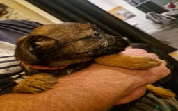 Border Terrier dogs for sale: Border Terrier pups - Image 4