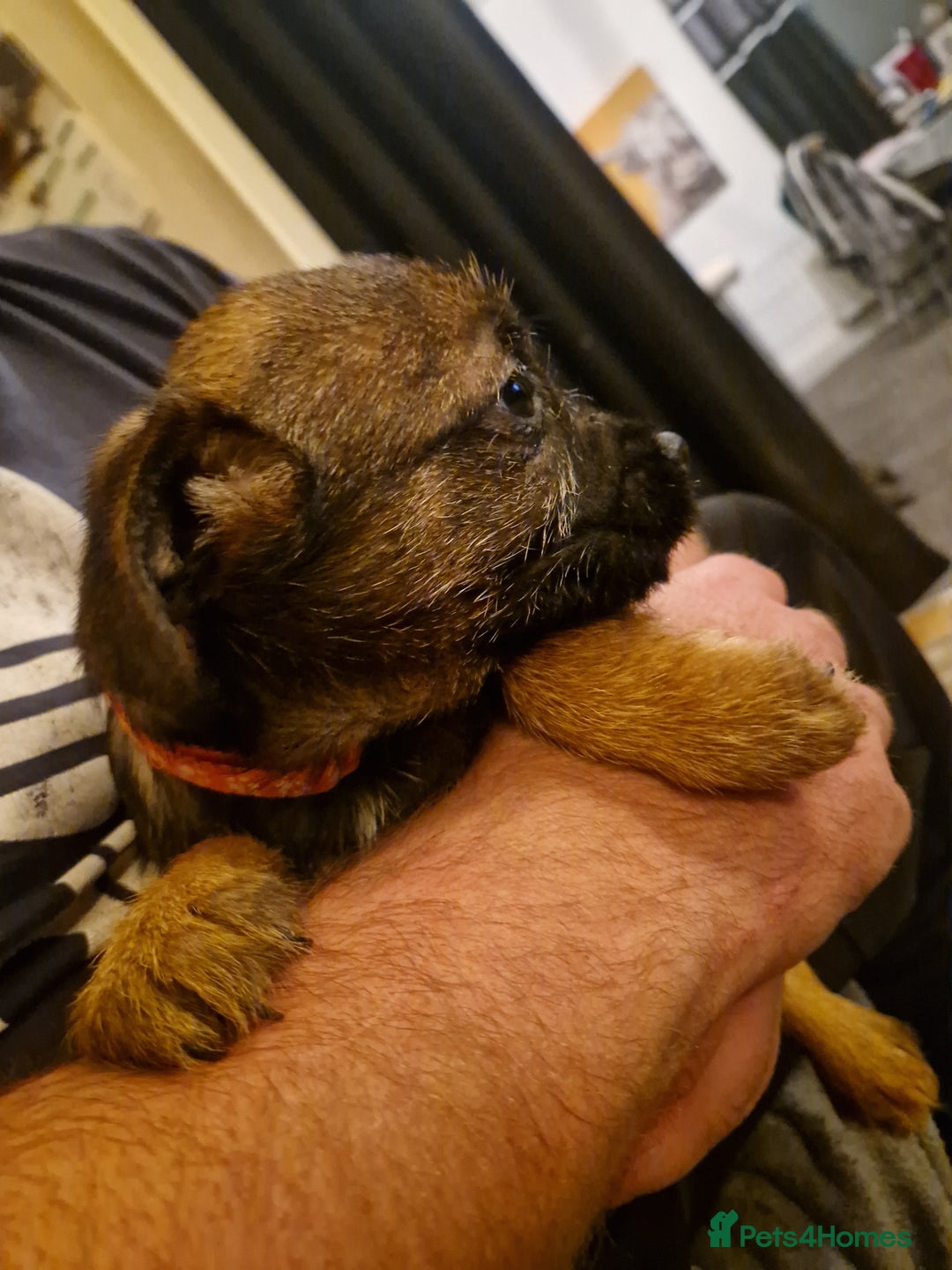 Border Terrier dogs for sale: Border Terrier pups - Image 4