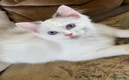 Ragdoll cats for sale: Beautiful Ragdoll kittens  - Image 5