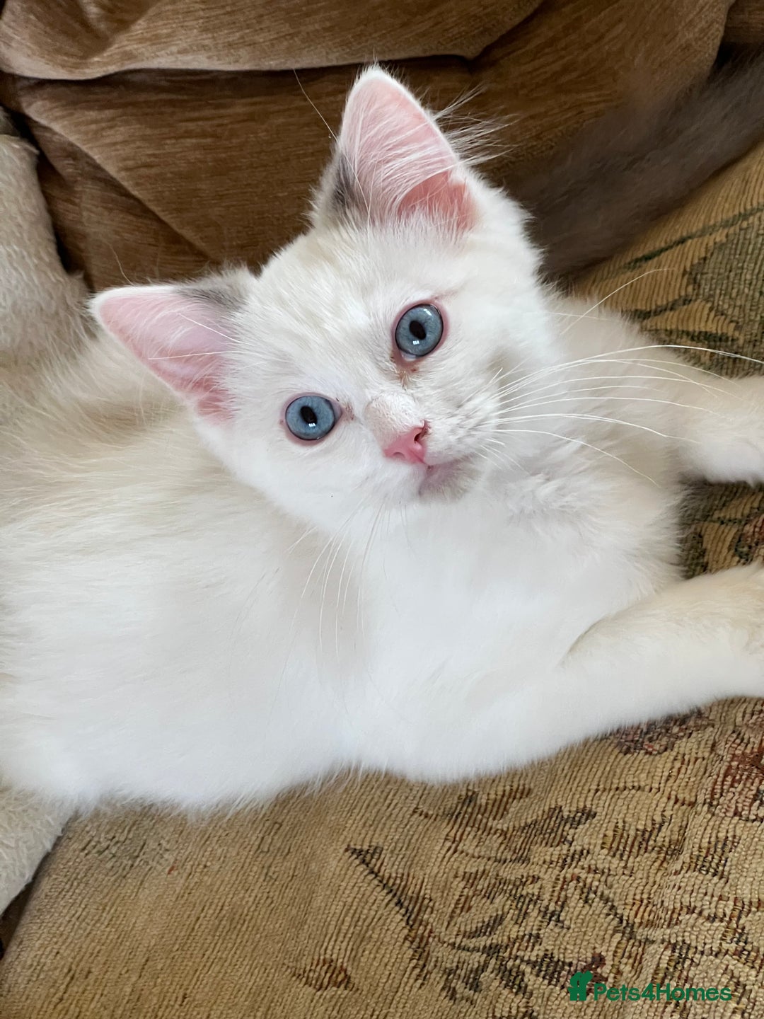 Ragdoll cats for sale: Beautiful Ragdoll kittens  - Image 5