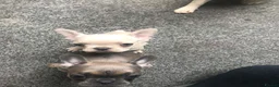 French Bulldog dogs for sale: Two beautiful girls left  in Aylesbury - Advert 4