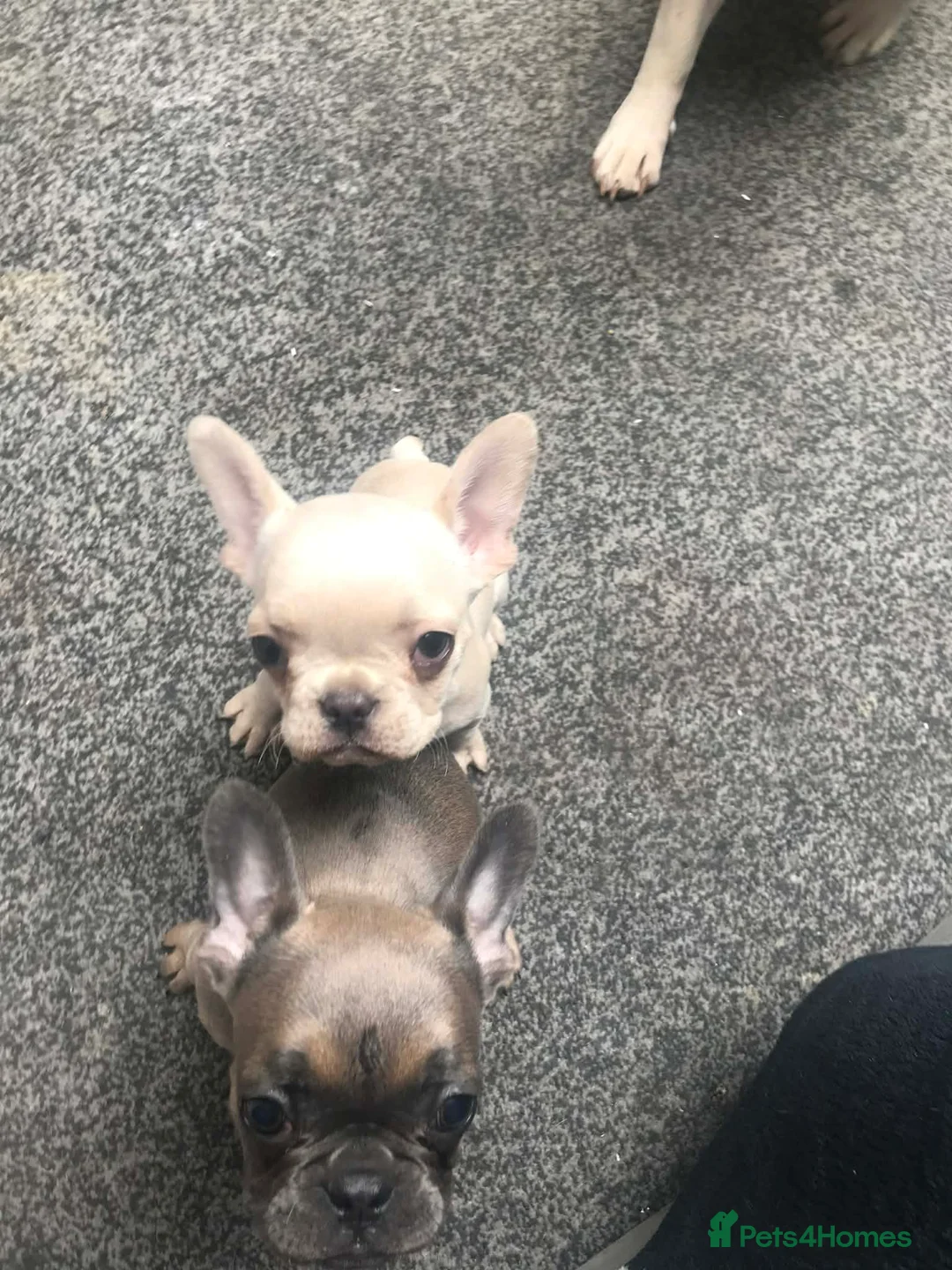 French Bulldog dogs for sale: Two beautiful girls left  in Aylesbury - Advert 4