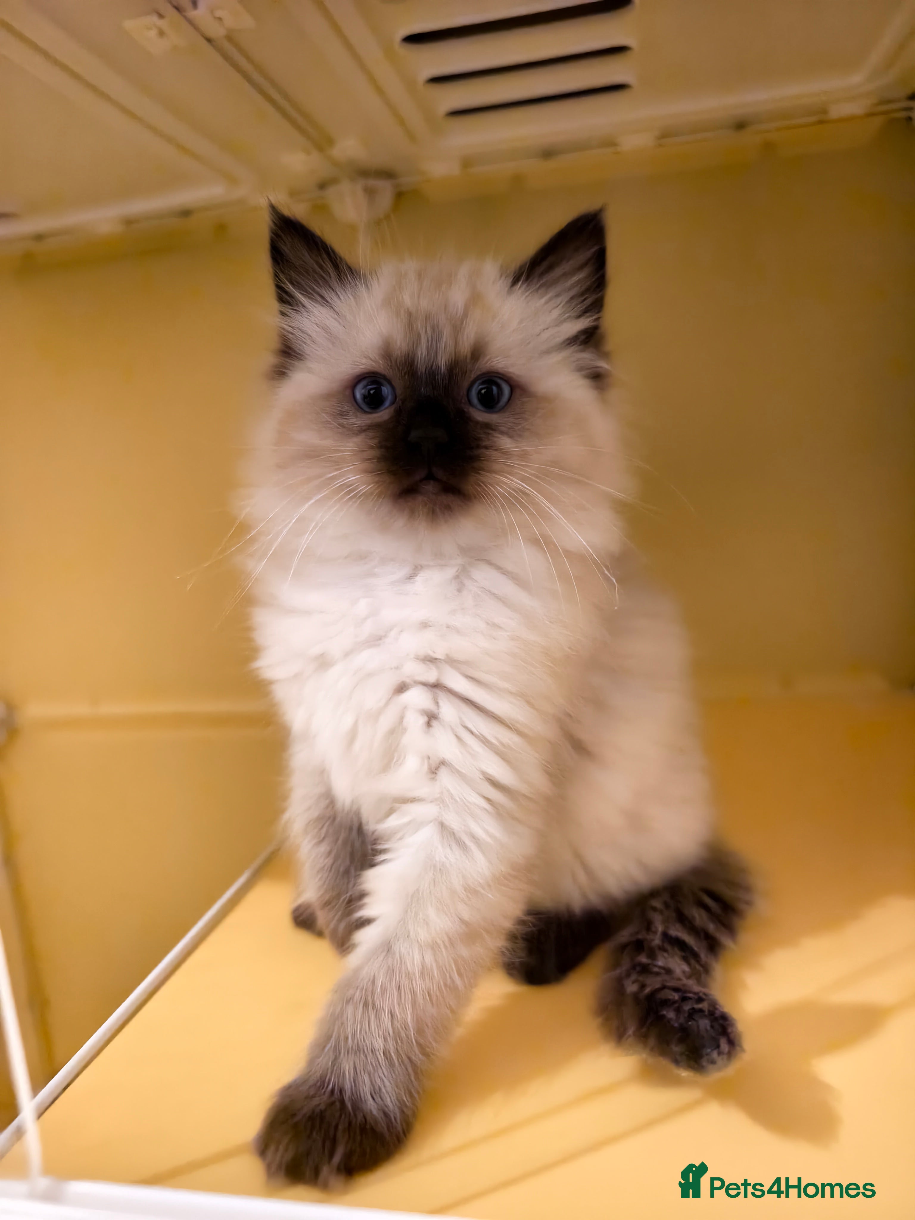 Ragdoll cats Beautiful Ragdoll Kittens Ready for Sale! - Advert 15