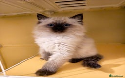 Ragdoll cats for sale: Beautiful Ragdoll Kittens Ready for Sale! - Advert 7