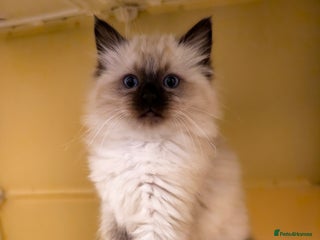 Ragdoll cats Beautiful Ragdoll Kittens Ready for Sale! - Advert 18