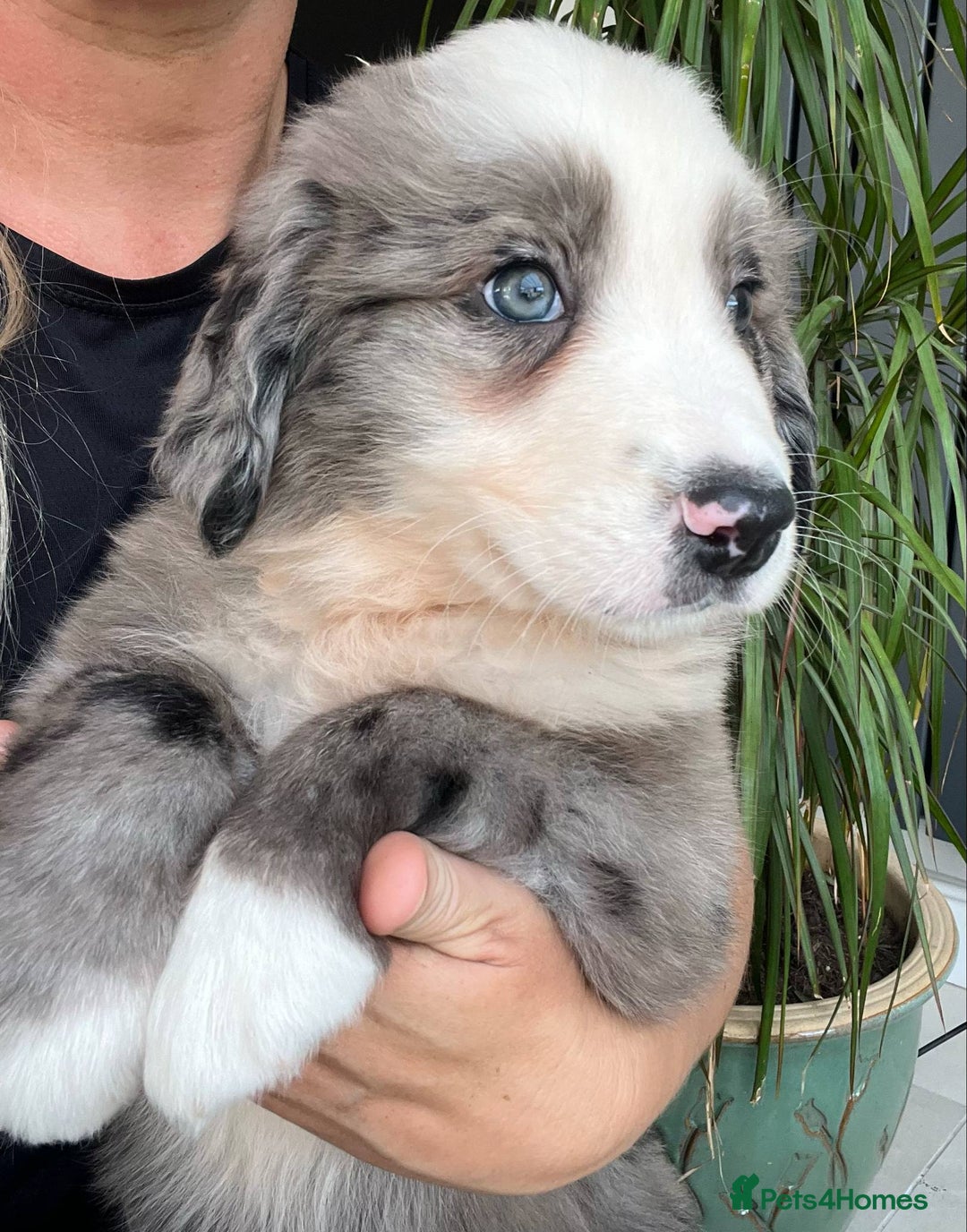 Bernese Mountain Dog dogs for sale: Stunning Chunky Bordernese Puppies - Image 27