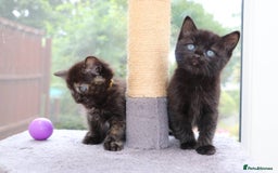Mixed Breed cats for sale: Adorable Kittens Ready SOON - Image 8