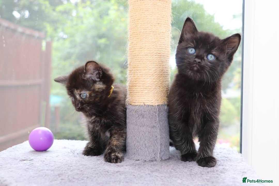 Mixed Breed cats for sale: Adorable Kittens Ready SOON - Image 8
