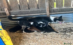 Border Collie dogs for sale: Border collies for sale - Image 6