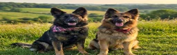 German Shepherd dogs for sale: German Shepherd Puppies in Northwich - Advert 1