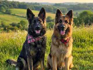 German Shepherd dogs German Shepherd Puppies - Advert 2