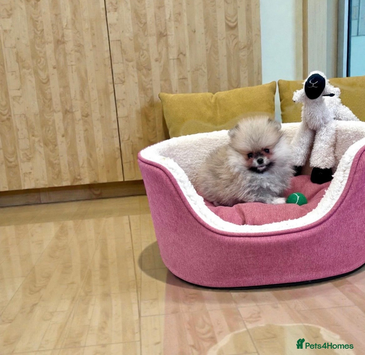 Pomeranian dogs Top Quality 🐻 Teddy Bears  - Advert 8