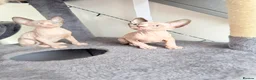 Sphynx cats for sale: Adorable sphynx kittens❤️ - Advert 15
