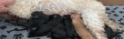 Maltipoo dogs for sale: 6 adorable maltipoo puppies extraordinary colours  - Advert 7