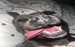 Mixed Breed dogs for sale: FEMALE STAFFY - Image 4