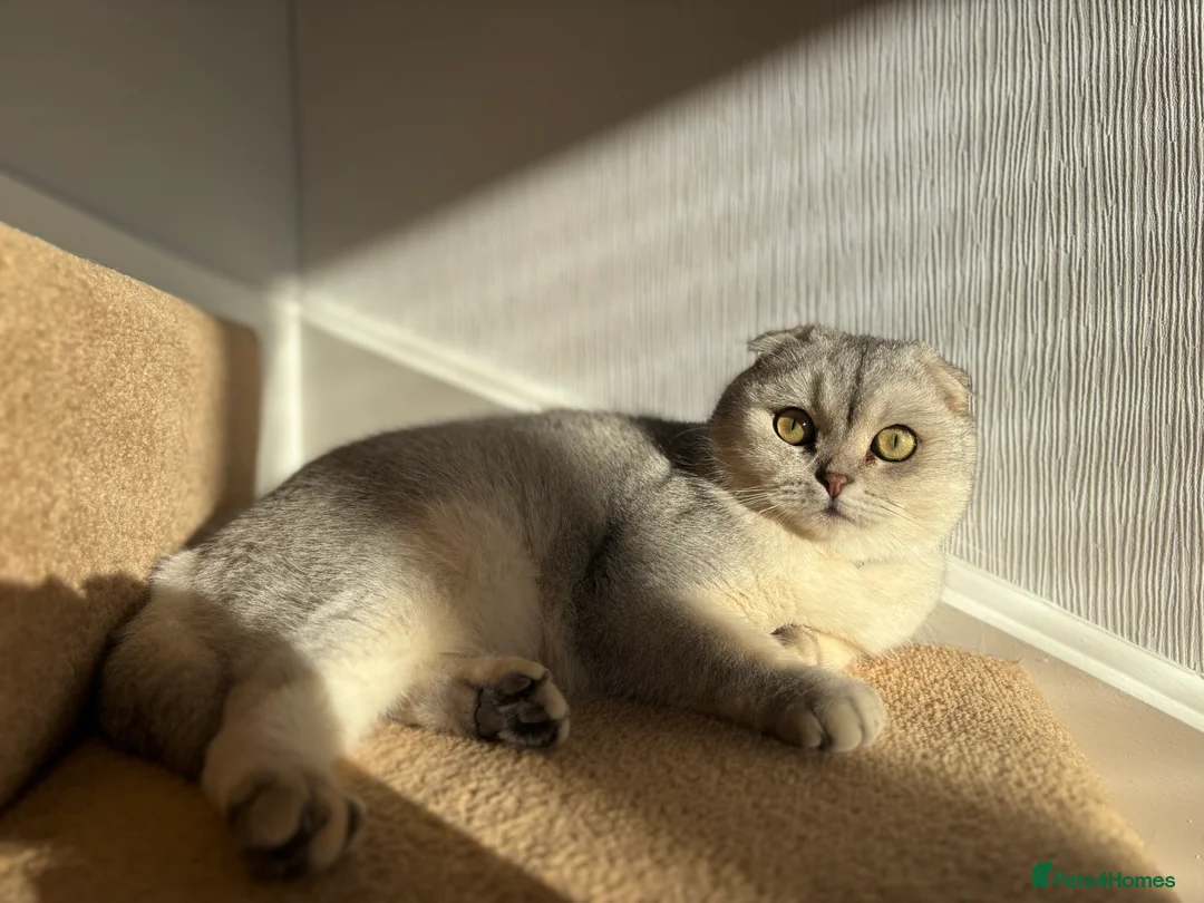 Scottish Fold cats for sale: Scottish fold cat  - Advert 1