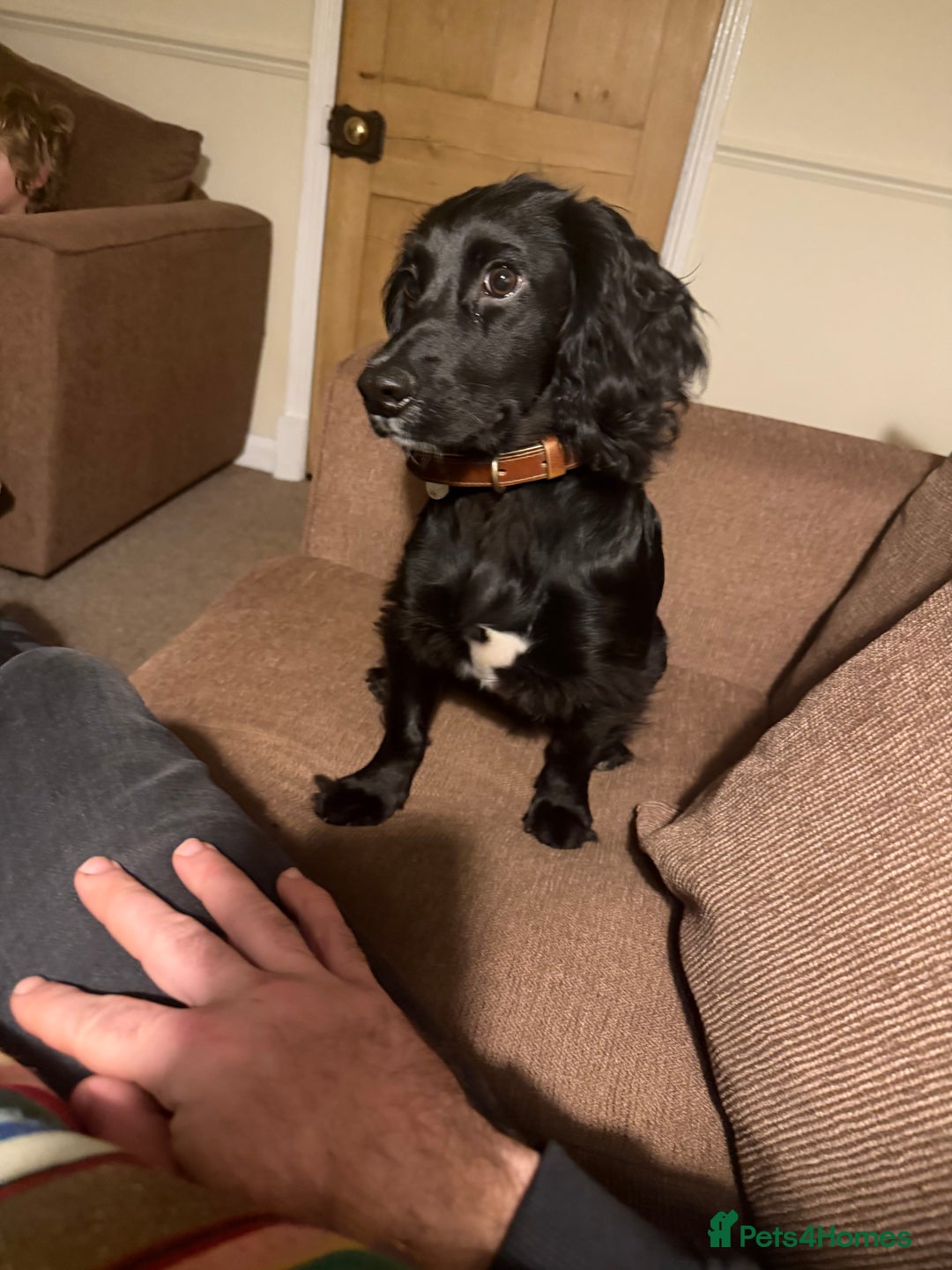 Cocker Spaniel dogs for sale: ROWAN 7 month old pedigree cocker spaniel for SALE - Advert 2