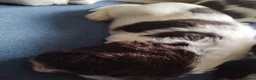 English Springer Spaniel dogs for sale: 2 beautiful ESS male puppies  - Advert 9