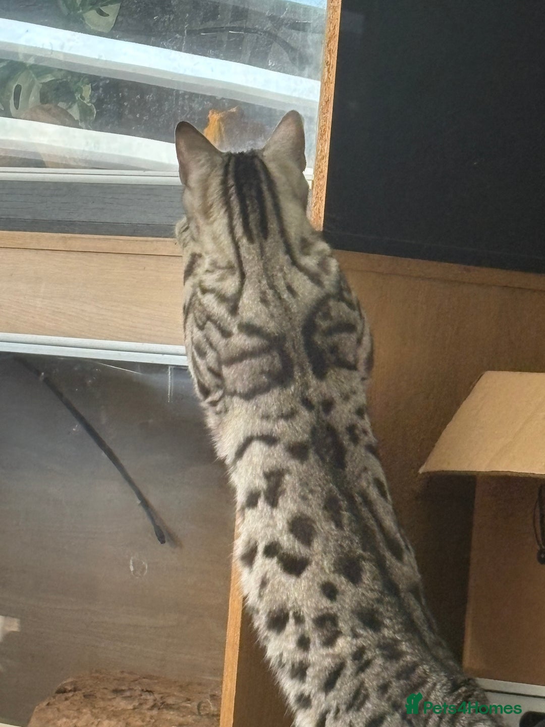 Bengal cats for sale: Bengal cross cat - Image 10