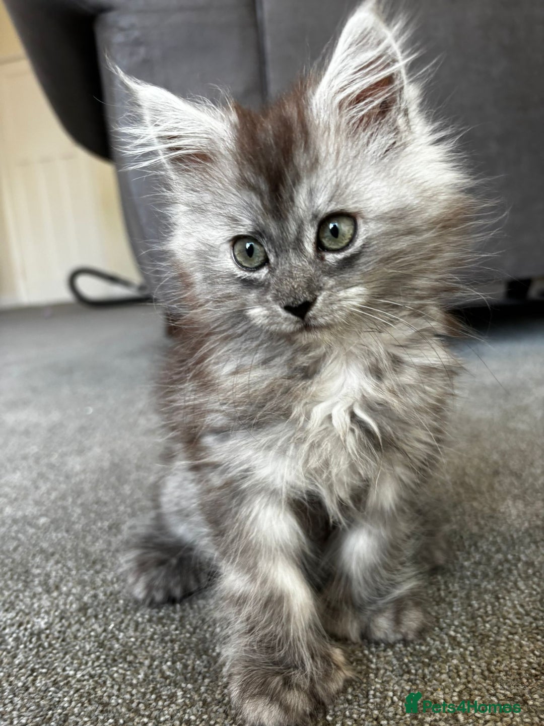 Maine Coon cats for sale: Last gorgeous girl - Advert 11