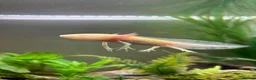 Mixed Breed invertebrates for sale: Axolotl under 1 year  in Colchester - Advert 2
