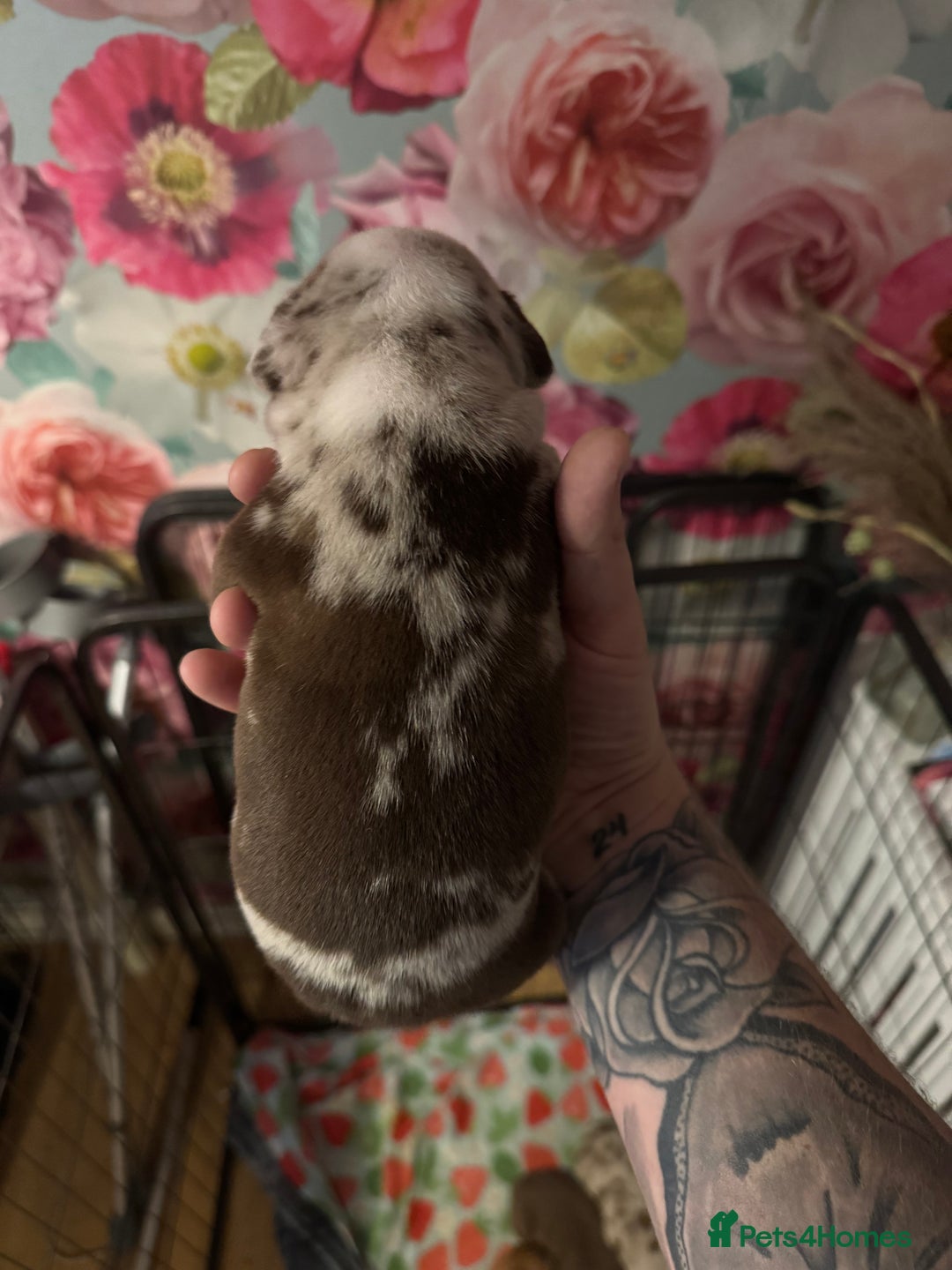 American Bully dogs for sale: American Bully Pups - Image 10