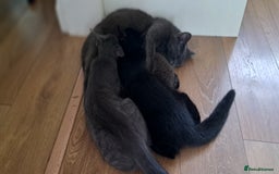 Russian Blue cats for sale: Adorable Russian Blue X Chantilly Tiffany Kittens! - Image 15