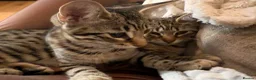 Savannah cats for sale: Ready to leave f4 kitten  - Advert 13
