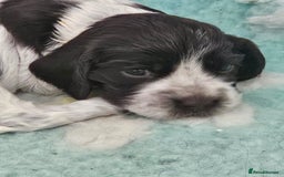 Cocker Spaniel dogs for sale: Show cocker spaniel  - Image 8