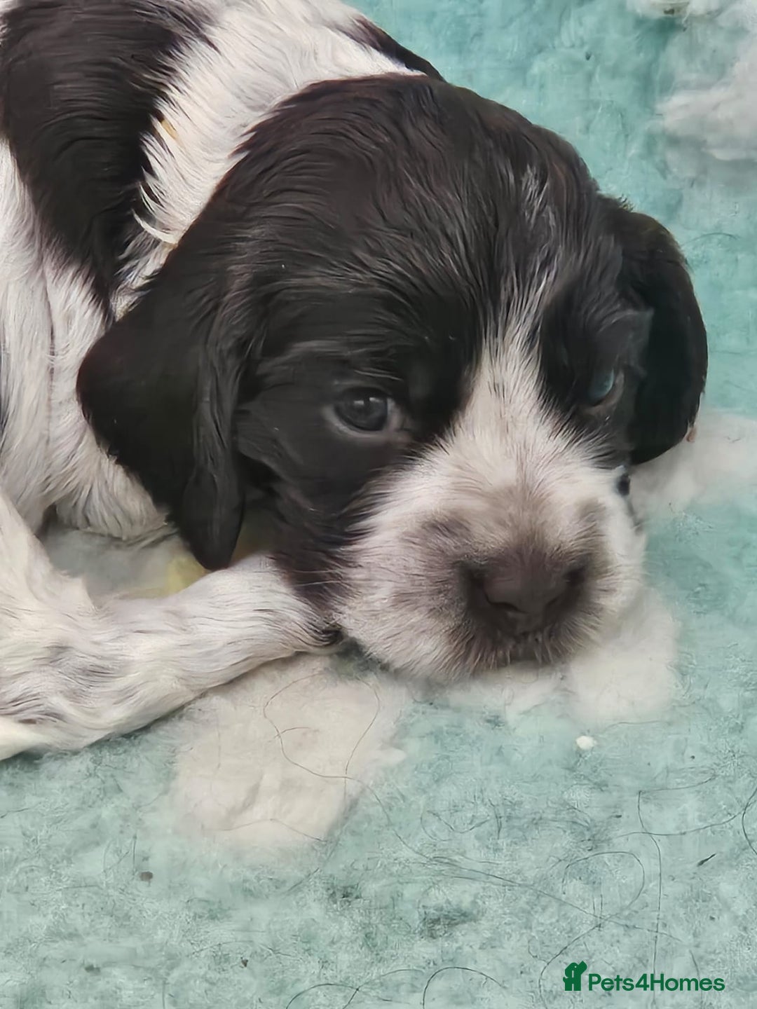 Cocker Spaniel dogs for sale: Show cocker spaniel  - Image 8