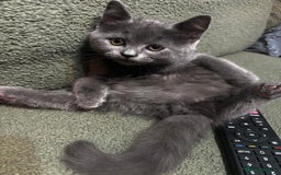 Scottish Fold cats for sale: Adorable Scottish Fold and Straight Kittens  - Image 36