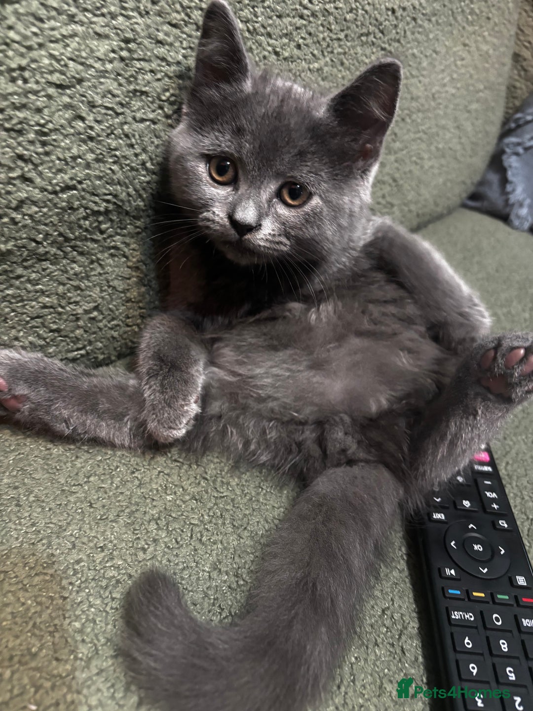 Scottish Fold cats for sale: Adorable Scottish Fold and Straight Kittens  - Image 36