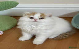 British Shorthair cats for sale: British Shorthair and Longhair kittens - Image 16