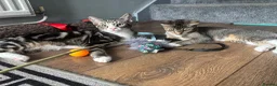 Mixed Breed cats for sale: Three Handsome Tabbies for sale!  in Fareham - Advert 14
