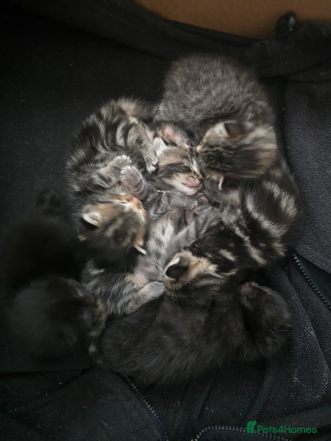 Mixed Breed cats for sale: Kittens mixed breed fluffy adorable  - Advert 2