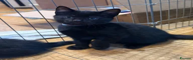 Bombay Kitten 6