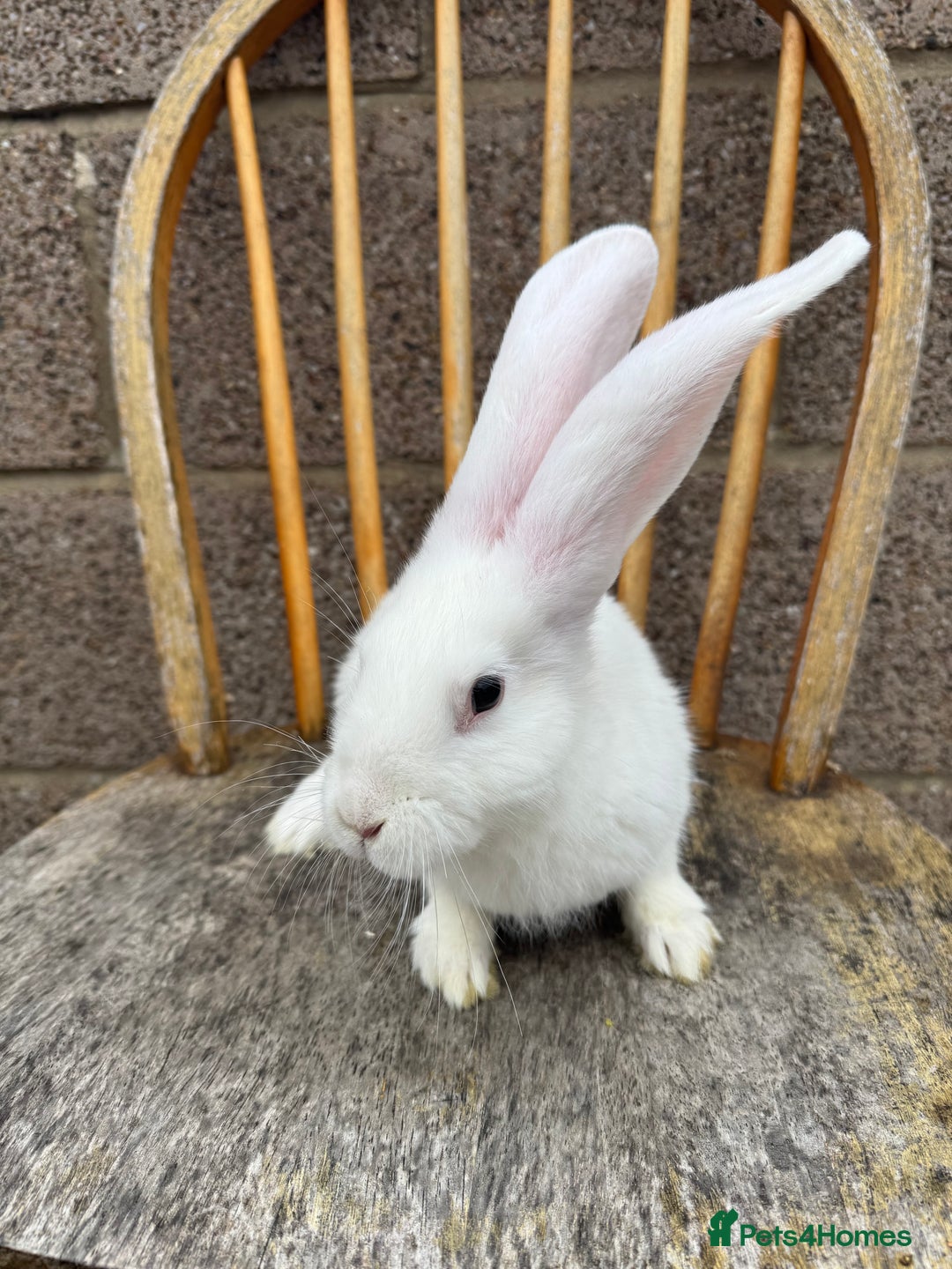 Continental Giant rabbits for sale: Pure breed continental giant female  - Image 10