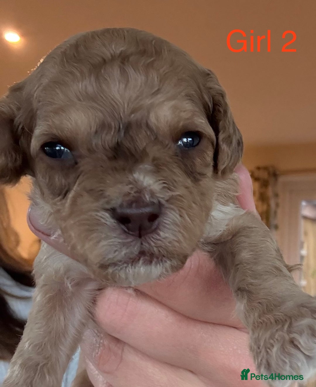 Cockapoo dogs for sale: 9 Beautiful Cockapoo Puppies For Sale - Image 7