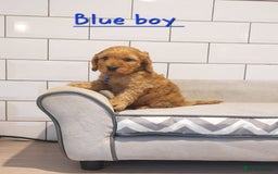 Cockapoo dogs for sale: F1 Cockapoo puppies - Advert 12