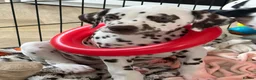Dalmatian dogs for sale: Exceptional Litter (Sold) - Advert 7
