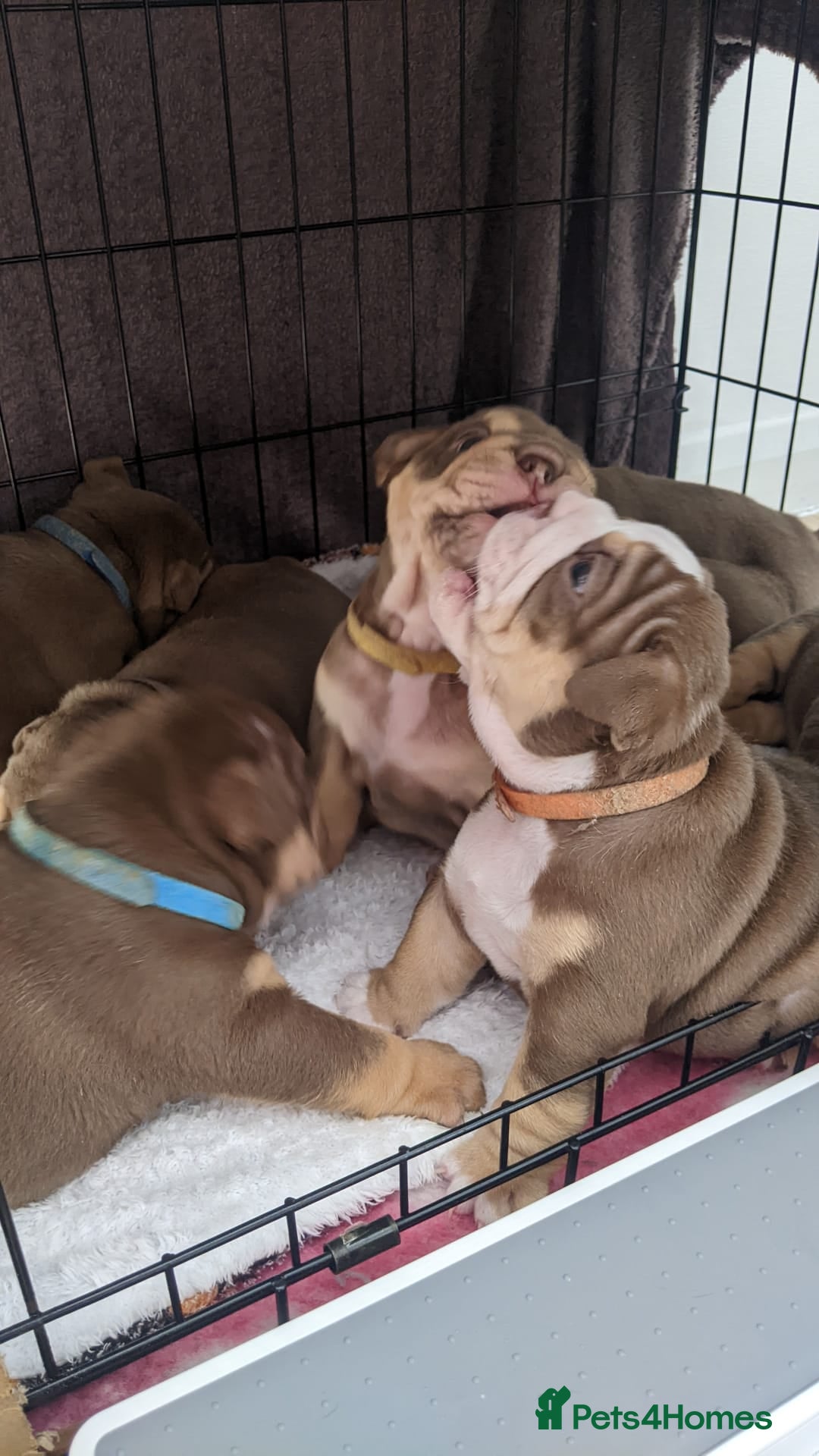 English Bulldog dogs for sale: Forever homes  - Image 5