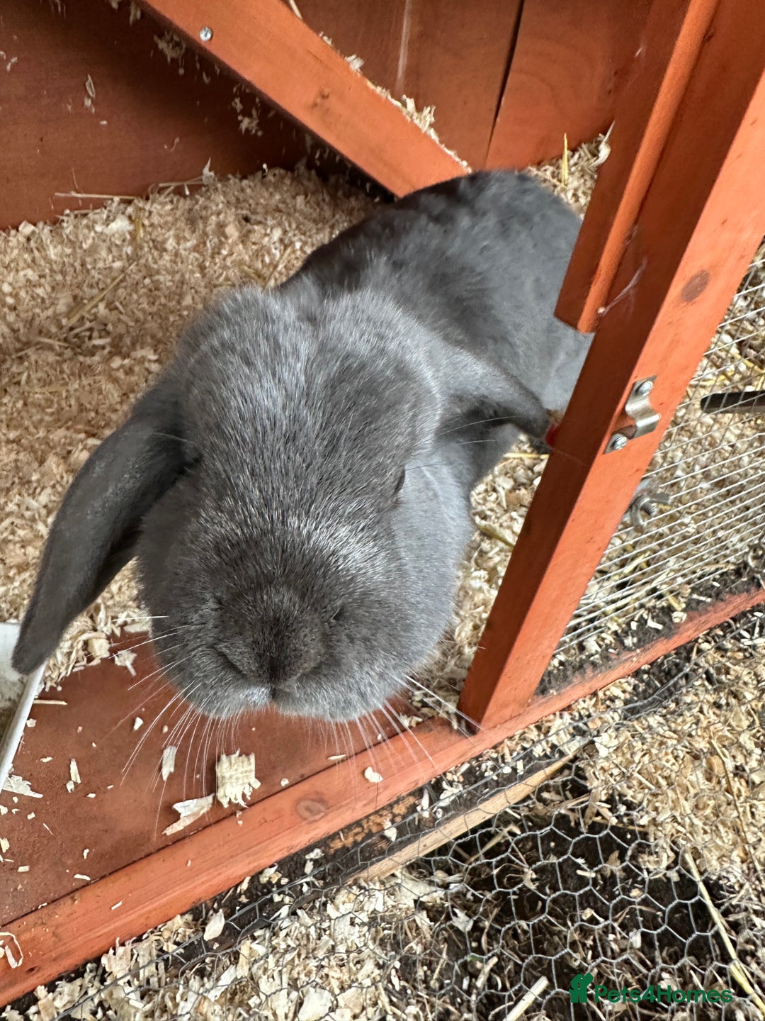 Mini Lop rabbits for sale: 2 female bonded mini lops for sale  - Advert 6
